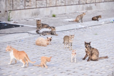 ޖަނަވާރެއްގެ ޒަރީއާއިން ބައްޔެއް ފެތުރިއްޖެ ނަމަ އެއް މިލިއަންގެ ޖޫރިމަނާ ކުރެވޭ ގޮތަށް ބިލެއް