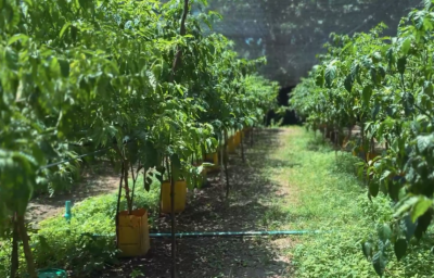 ސީއެފްސީން އަންހެނުންނަށް ޚާއްސަކޮށް، ދަނޑުވެރިކަމާއި އެހެން ދާއިރާތަކުން މާލީ އެހީ ދެނީ