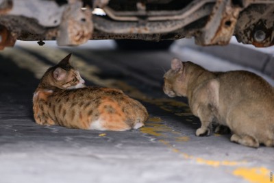 އޮޅު ހިޔަލަށް ބުޅާތައް ގެންދަން ފަށައިފި