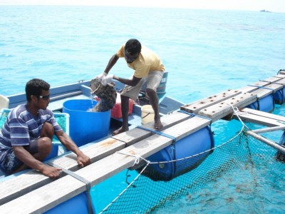 އެކުއަކަލްޗާއަށް ދޫކޮށްފައިވާ ބިމަކަށް ހުއްދަ ނެތި އަރައިފިނަމަ 5،000އިން ޖޫރިމަނާ ކުރެވޭނެ