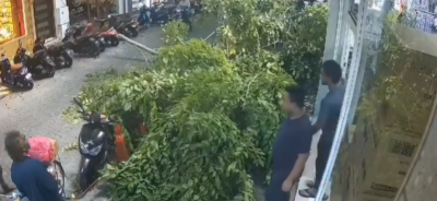 ގަހަކުން ވެއްޓުނު އޮފިގަނޑެއް، ބޮޑު އަނިޔާއަކުން ސަލާމަތްވީ ކިރިޔާ!