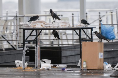 ފުރަތަމަ ބަލަންވީ ރާއްޖޭގައި އުޅޭ ވާލާއި ކާޅުގެ އަދަދު، މަަރާނީ ފަހުން: އީޕީއޭ