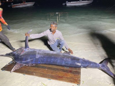 ގަދަ ކަނޑަށް ދޫކުރި ހިބަރުވަދުގައި ޖެހުނީ 131 ކިލޯގެ ބޮޑު މަސް ހިބަރެއް!