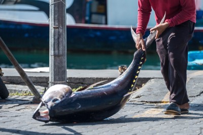 ބޮޑު ކަންނެލި މަސްވެރިން ބާނާ މަސް ނުކިރޭތީ މަޖިލީހަށް