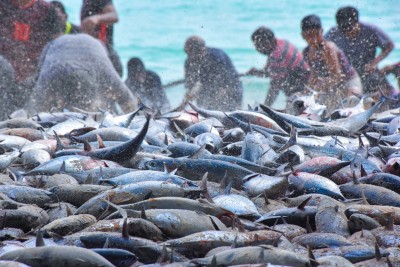 މަސްވެރިކަމުގެ އުފެއްދުންތަކަށް ޚާއްސަ އައު ގައުމީ ބްރޭންޑު 'ފްރޮމް މޯލްޑިވްސް' ތައާރަފުކޮށްފި