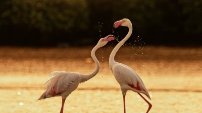 ފުނަދުއަށް ގުޑުގުޑާދޫނި އައިނެއް، އަނެއްކާވެސް ދަށްފަޅުގެ ފަޅު ފިލުވައިލައިފި