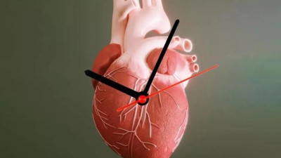 ފޮރުވިފައި ހުންނަ ސަރުބީތަކުން ހިތުގެ އުމުރު މަތިވާކަމަށް ދިރާސާއަކުން ދައްކައިފި