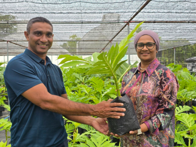 ކެއުމަށް ބޭނުންކުރާ ބާވަތްތަކުގެ 1159 ގަސް، ފުޑް ސެކިއުރިޓީގެ ދަށުން ށ. އަތޮޅަށް ދީފި