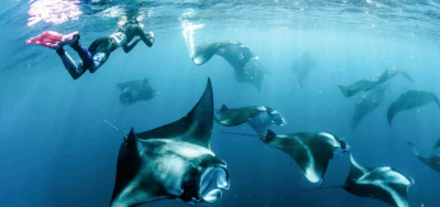 ހަނިފަރު ބޭއަށް އަސަރުކުރާނެ ކަމަށް ބުނެ ދޮންފަނު ބިން ހިއްކުން ކުރިއަށްނުގެންދަން ގޮވައިލައި ޕެޓިޝަނެއް