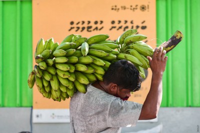 އަންހެނުން ކޮމެޓީތަކާ ހަވާލުކޮށްގެން، ރާއްޖޭގައި ފަތްކެޔޮ ހައްދާ މިންވަރު 50 ޕަސެންޓް އިތުރު ކުރަނީ