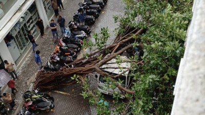 ވައިގަދަވެ، ބިޔަ ބޮޑު ގަހެއް ވެއްޓި އޯކިޑުމަގު ބަންދުވެއްޖެ