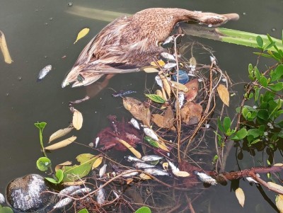 ހުޅުދޫގެ ރީތި ޑަކް ޕާކުގެ އަސްދޫނިތައް މަރުވަނީ، ބަޔަކު ދިން ގެއްލުމެއް ކަމުގެ ތުހުމަތު