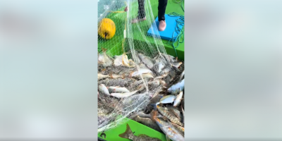 ދާ ޖަހައިގެން ގިނަ އަދަދެއްގެ މަސް ހިފާ ވީޑިއޯއެއް، މިނިސްޓްރީން މައްސަލަ ބަލަނީ