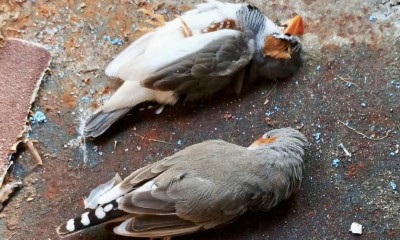 ހަފުތާއެއްވީއިރު ވެސް ޑަކްޕާކުގެ އަސްދޫނިތައް މަރުވި ސަބަބު ދެނެނުގަނެވޭ