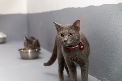 އޮޅުހިޔާގައި ފެތުރުނީ ވައިރަލް އިންފެކްޝަނެއް، ޖުމްލަ 26 ބުޅާ މަރުވި: މިނިސްޓްރީ