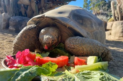 ދެ ބޮޑު ހަނގުރާމަ ދުށް ކަންޒު ކަހަނބު 141 އަހަރުގައި މަރުވެއްޖެ