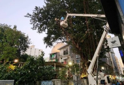 މައްޗަންގޮޅި ސަހަރާގައި ހުރި ނިކަގަހުން އުނދަގުވާތީ، ގަސް ނަގަން ރައީސް ނިންމަވައިފި