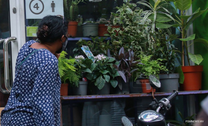 ގަސްގަހާއި ގެހީގެ ބައިތައް އިމްޕޯޓުކުރުމަށް 2000 ފަރާތަކަށް ހުއްދަދީފި