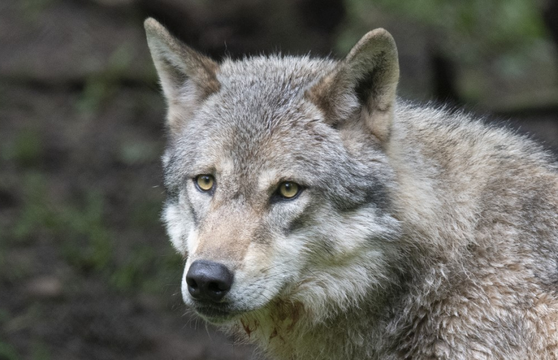 މިނިކާ ކުއްތާ ހަމަލާދީ އިންޑިއާއިން ނުވަ މީހަކު މަރާލައިފި