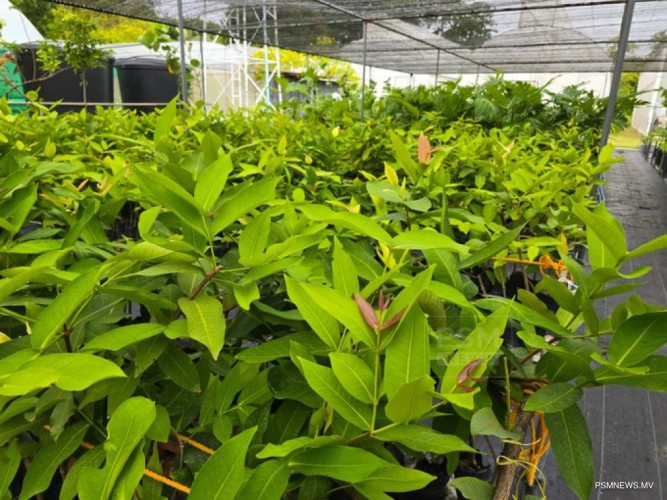 ގަސްގަހާއި ގެހީގެ ބައިތައް އިމްޕޯޓުކުރުމަށް 2000 ފަރާތަކަށް ހުއްދަދީފި