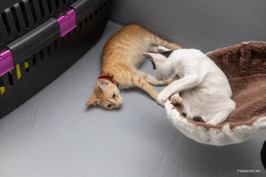 ޖަނަވާރުތަކަށް އިޙުމާލުވާނަމަ ބޮޑެތި އަދަދުތަކުން ޖޫރިމަނާ ކުރާ ބިލު ތަސްދީގުކުރައްވައިފި