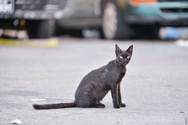 ޖަނަވާރަކަށް ލާއިންސާނީ އަނިޔާއެއް ދީފިނަމަ، 50،000 ރުފިޔާއާ ހަމައަށް ޖޫރިމަނާ ކުރަން ފަށަނީ