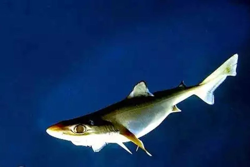 ކަށިމިޔަރު ގެ މަސްވެރިކަން ހުއްޓުވަން ދުސްތޫރީ މައްސަލައެއް ހައި ކޯޓަށް ހުށަހަޅައިފި