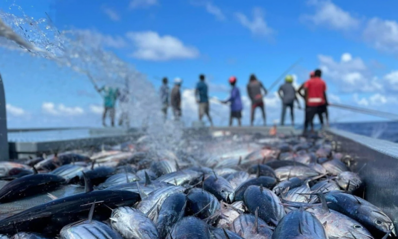 މަހުގެ ބާވަތްތަކުގެ އުފެއްދުންތައް އިތުރު ކުރުމަށް 'މަހަ މަންފާ' ފައިނޭންސިން ސްކީމް ތައާރަފްކޮށްފި