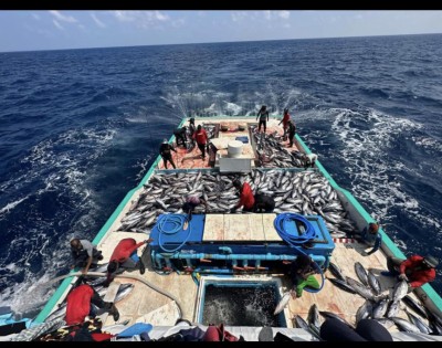 މަސްވެރިކަމުގެ ސިނާއަތު ކުރިއެރުވުމަށް އިތުރު މާކެޓް ހޯދައި އުފެއްދުންތައް އިތުރު ކުރަން ޖެހޭ: ސިޔާމް