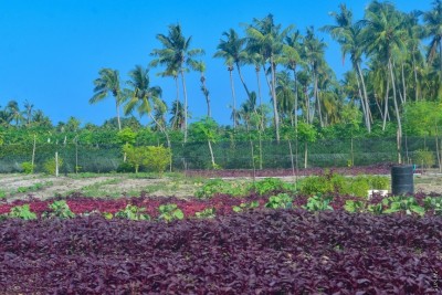 ދަނޑުތަކަށް ޖަހާ ކެމިކަލާއި ކެންސަރުގެ ނުރައްކާ: މިނިސްޓްރީން ކިޔައިދިނީ ގަވާއިދު އޮތްގޮތް!