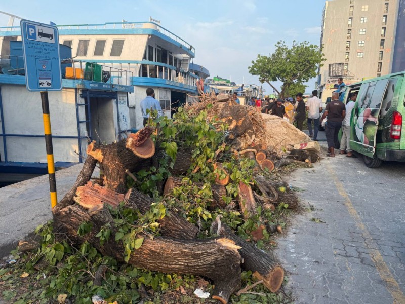 ތަރައްގީއަށް ގަސް ކަނޑަން ޖެހިދާނެ، އެކަމަކު ކަނޑާ އަދަދަށްވުރެ ގިނައިން ގަސް އިންދާނަން: ޠާރިޤް