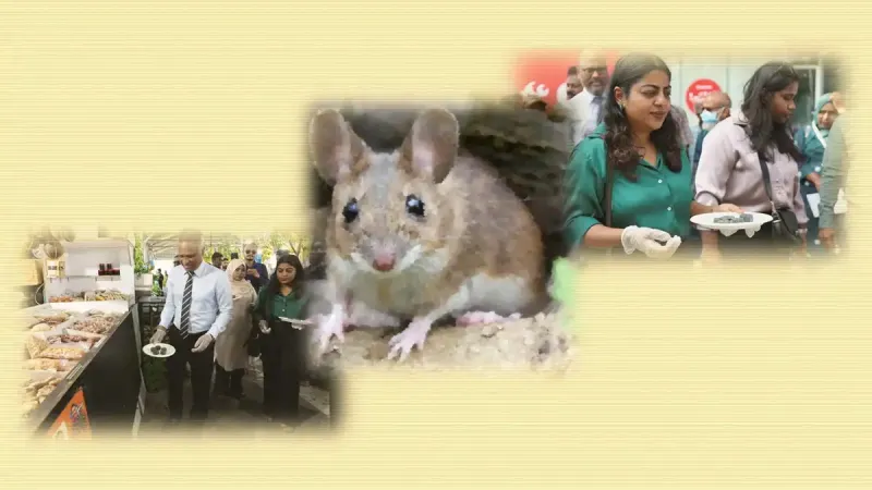 މާލޭގައި މީދާ މަރަން ޚާއްސަ ޕްރޮގްރާމެއް ފަށައިފި