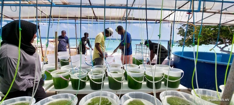 ފަރުމަސް އާލާކުރަން ދަސްކޮށްދޭ ޕްރޮގްރާމުގައި ބައިވެރިވުމުގެ ފުރުޞަތު ހުޅުވާލައިފި