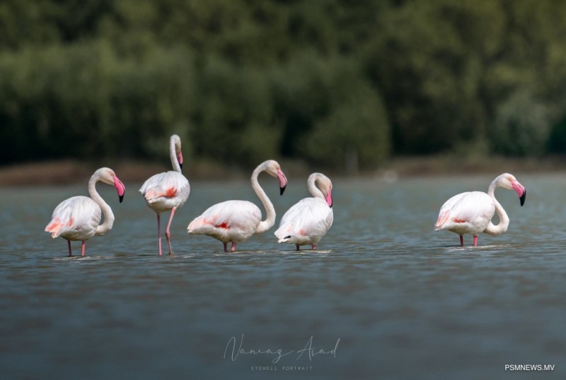 ހިޖުރަކުރާ ދޫނި ހިފުމަކީ މަނާކަމެއް، ޖޫރިމަނާ ކުރެވޭނެ