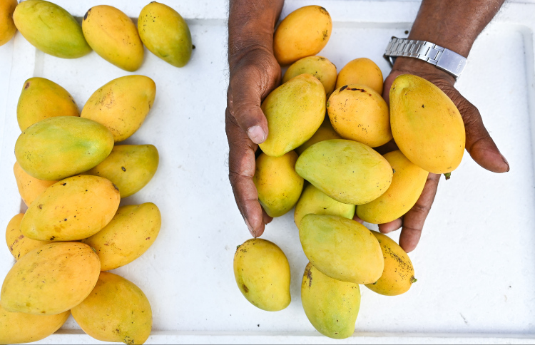 127 އަނބު ވަގަށް ބިން މީހަކު ހަތަރު މަހަށް ޖަލަށް