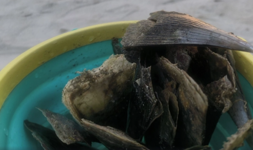 ރަސްފަންނު މޫދުގައި ތޫނު އިތާތަކެއް، ސަމާލުވޭ!