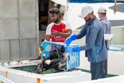 10 ކިލޯއާއި 15 ކިލޯއާ ދެމެދުގެ ކަންނެލި 20 ރުފިޔާއަށް މިފްކޯއަށް ގަންނަން ފަށައިފި