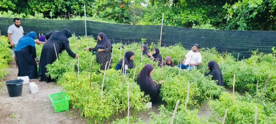 ދަނޑުވެރިން އުފައްދާ ތަކެތި ވިއްކާނެ ވަގުތީ މާރުކޭޓެއް ގާއިމްކުރަނީ