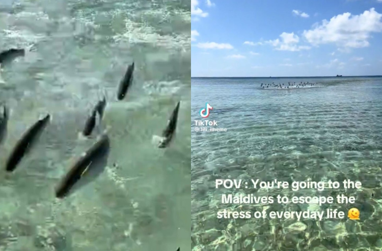 ރަށެއްގެ ފަޅުތެރެއިން މަސްތަކެއް ފުމޭތަން ފެނިގެން ޓޫރިސްޓަކު ބިރުން