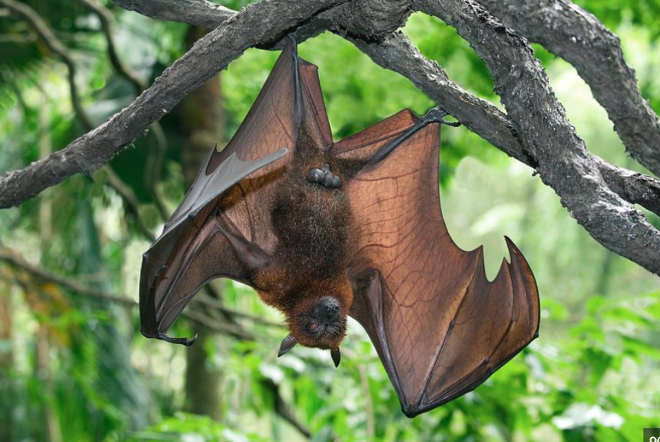 އިތުރު ޤައުމުތަކަށް ނިޕާ ވައިރަސް ފެތުރުމުގެ ފުރުސަތު ކުޑަ