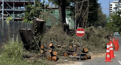 ބައެއް ފިތުރޯނު ގަސްތައް ހުޅުމާލެއިން ކަނޑަނީ، އިމާރާތް ކުރުމަށް ދަތިވާތީ: އެޗްޑީސީ