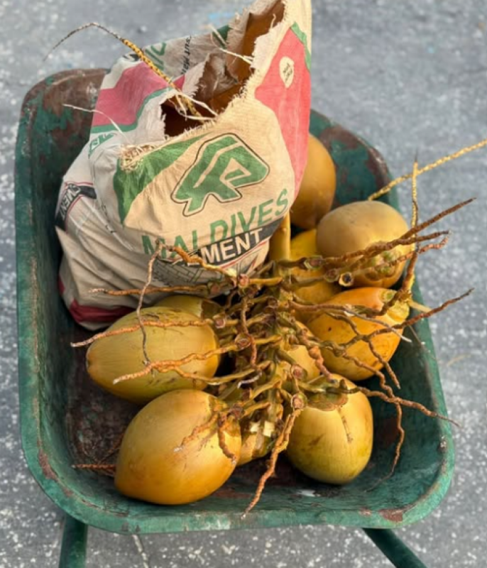 އައްޑޫއިން މިފަހަރު ވަގަށްނެގީ ކުރުނބާ ބަސްތާއެއް