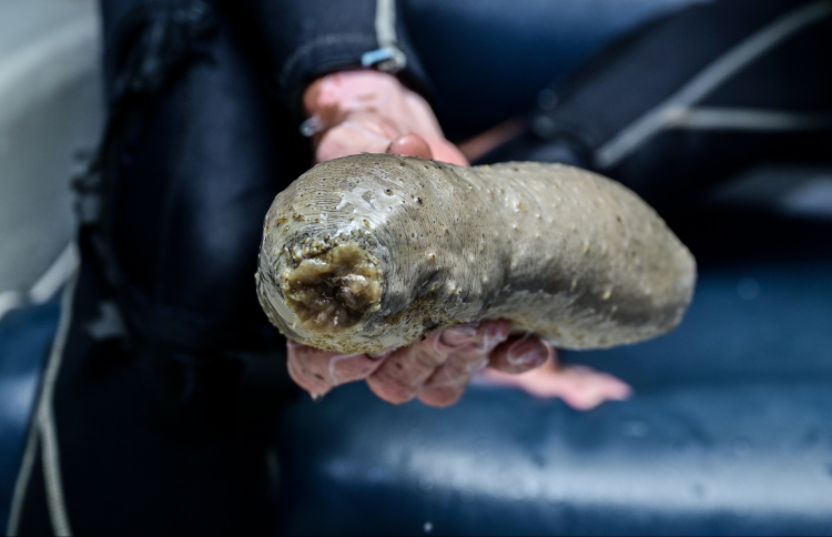 ހުއިފިލަނޑާގެ މައްސަލާގައި ފުލުހުންގެ އައިއޯއެއް ސަސްޕެންޝަންގައި