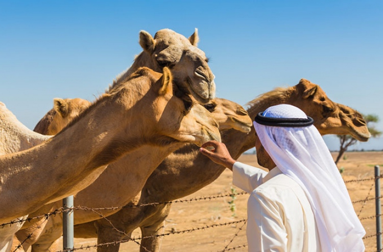 ސައޫދީގެ ހުރިހާ ޖަމަލަކަށް ޕާސްޕޯޓް ހަދައިދެނީ