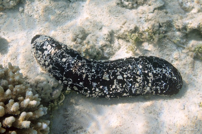 ނީލަން ކިޔަނީ މައްސަލައެއްގައި ހިފަހެއްޓި ހުއިފިލަނޑާތަކެއް: ޕޮލިސް