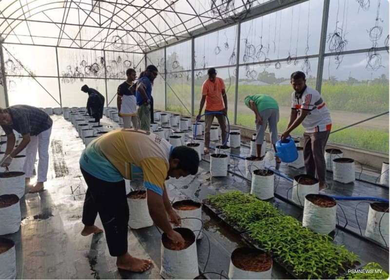 ކާނާގެ ޔަގީންކަން ކަށަވަރުކުރުމަށް ކޮނޑޭއާއި ކާށިދޫގައި އުންމީދީ މަޝްރޫޢެއް