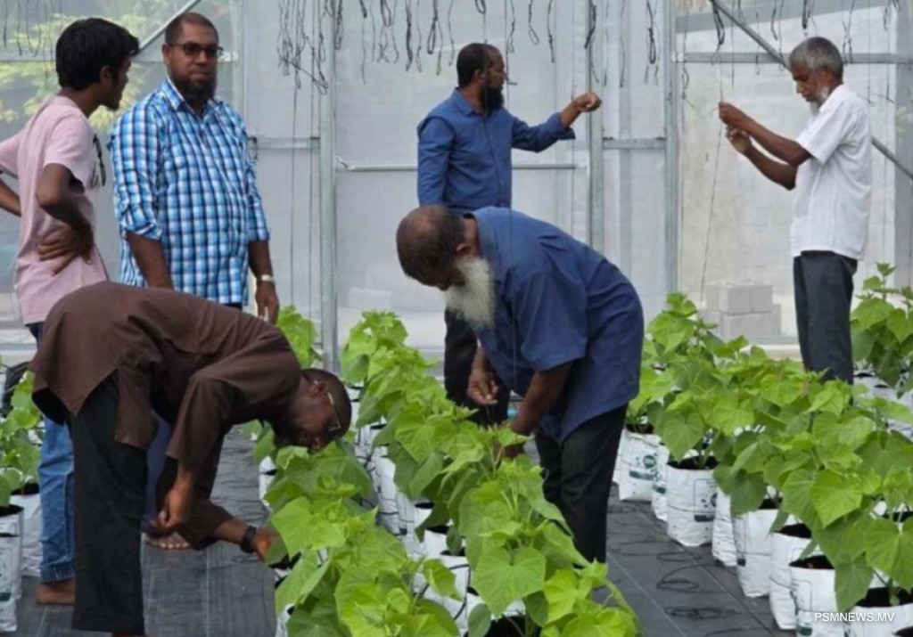 ކާނާގެ ޔަގީންކަން ކަށަވަރުކުރުމަށް ކޮނޑޭއާއި ކާށިދޫގައި އުންމީދީ މަޝްރޫޢެއް