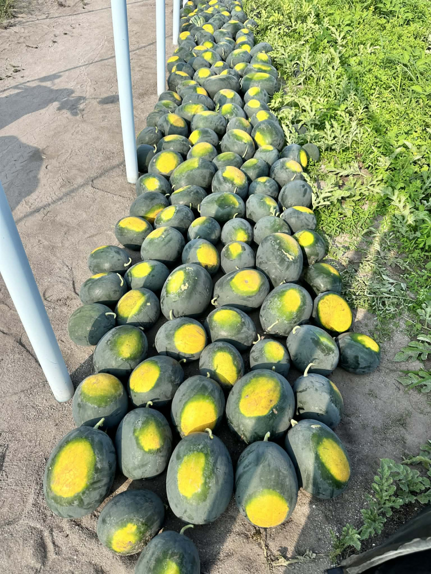 ނޯތު ހާބަރުގައި ދަނޑުވެރިންނަށް ޚާއްސަކޮށް، ހެދި ވަގުތީ މާރުކޭޓް ހުޅުވައިފި