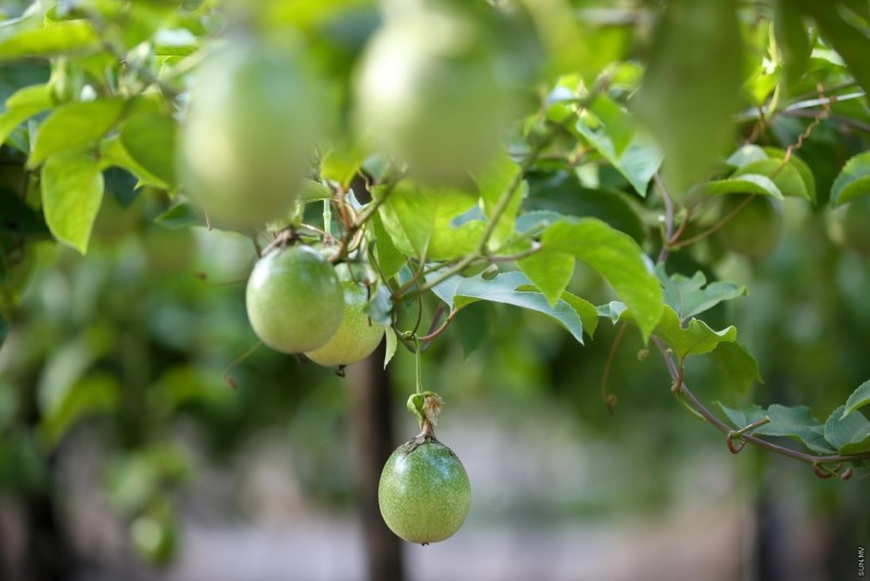 ރޯދަމަހުގެ ފުރަތަމަ ހަތަރު ދުވަސް ތެރޭ، ޖުމްހޫރީ މޭވާގެ އަގު 80 ރުފިޔާއިން 140އަށް