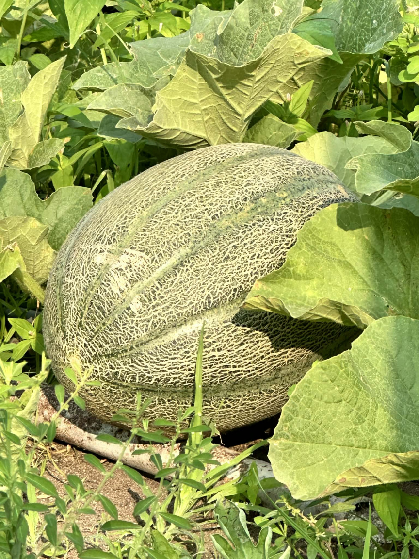 މިފަހަރު ރޯދައަށް ގޮއިދޫ ދަނޑުތަކުން މާލެއަށް 30 ޓަނަށްވުރެ ގިނަ ކަރާ